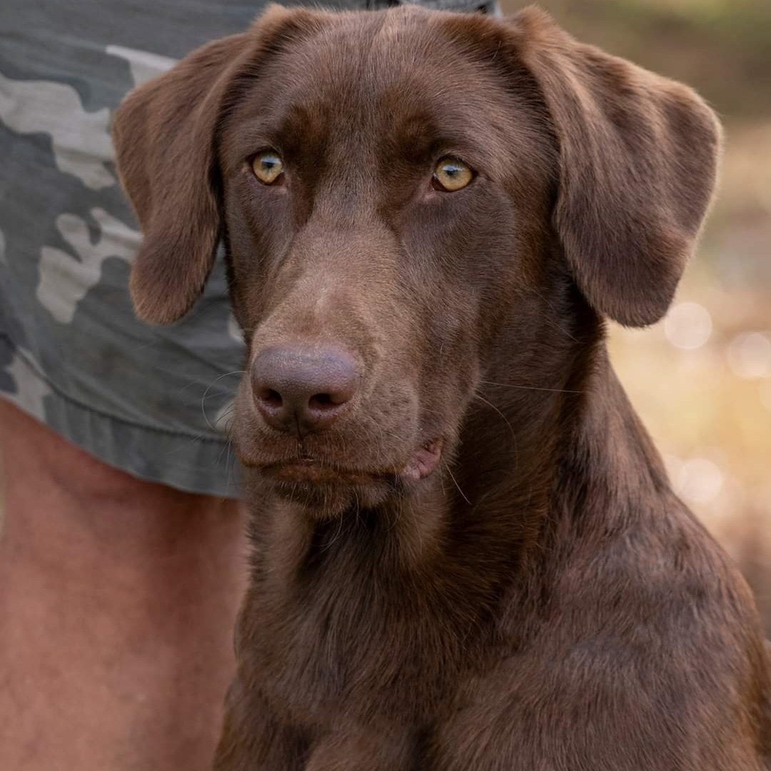 Shady Acres Retrievers