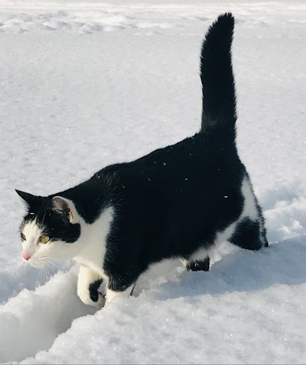 Tierarztpraxis Treidelhof unter Stahnsdorf, Brandenburg