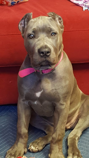 Pet Store «Pet Valu», reviews and photos, 1301 W Skippack Pike, Blue Bell, PA 19422, USA