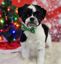 Bark-O-Lounger Grooming - Photo 9 - Car repair in West Columbia, SC, Columbia