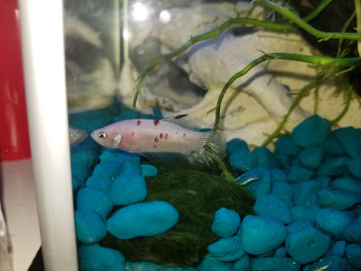 Pet Supply Store «Petco Animal Supplies», reviews and photos, 8111 W Broward Blvd, Plantation, FL 33324, USA