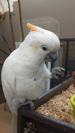 Pet Store «A to Z Pets», reviews and photos, 16010 SE Division St, Portland, OR 97236, USA