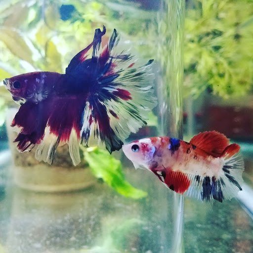 Pet Store «Pet Land», reviews and photos, 1450 Fort Campbell Blvd, Clarksville, TN 37042, USA