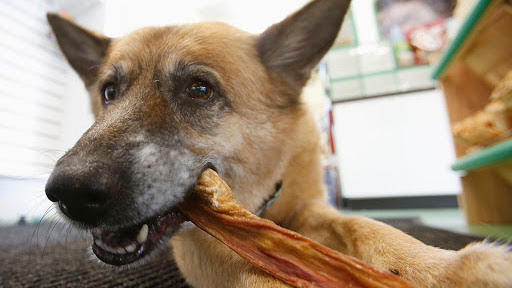 Pet Supply Store «Chew On This – A Bentley’s Pet Stuff Company», reviews and photos, 21 Ash St, Frankfort, IL 60423, USA