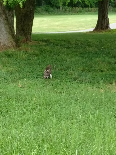 Public Golf Course «Clustered Spires Golf Club», reviews and photos, 8415 Gas House Pike, Frederick, MD 21701, USA