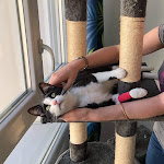 Photo n° 1 de l'avis de Rouyer.u fait le 02/05/2021 à 18:38 pour Clinique Vétérinaire ASSISTAVET à Bègles