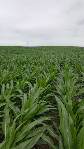 Tourist Attraction «Field of Dreams Movie Site», reviews and photos, 28995 Lansing Rd, Dyersville, IA 52040, USA