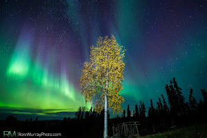 Sirius Sled Dogs Rescue & Aurora Viewing