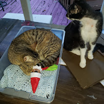 Critters at the Creek - Photo 8 - Car repair in Rock Hill, SC, Rock Hill