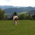 Photo n° 4 de l'avis de Anita.o fait le 26/06/2018 à 10:49 pour Ferme-auberge Musmiss à Soultzeren