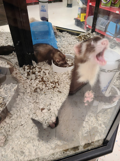 Pet Supply Store «Petco Animal Supplies», reviews and photos, 2131 Pleasant Hill Rd, Duluth, GA 30096, USA