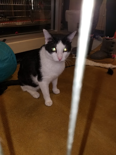 Pet Supply Store «PetSmart», reviews and photos, 976 IL-59, Aurora, IL 60504, USA