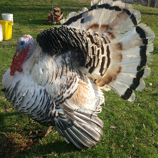 Pet Store «Farm & Garden Store», reviews and photos, 1922 19th Ave, Forest Grove, OR 97116, USA