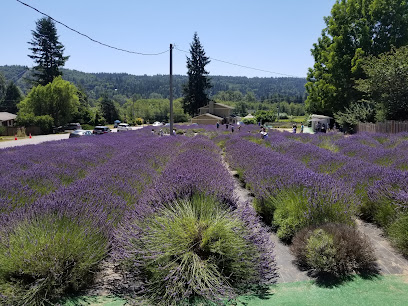 Snofalls Lavender Farm