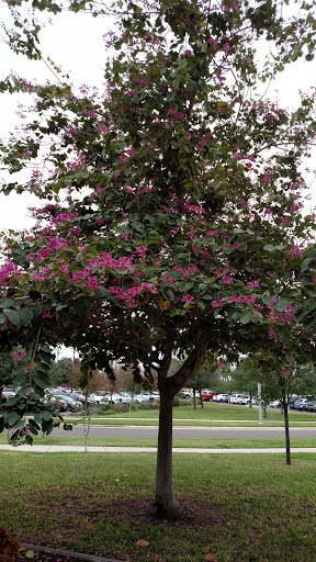 Convention Center «McAllen Convention Center», reviews and photos, 700 Convention Center Blvd, McAllen, TX 78501, USA