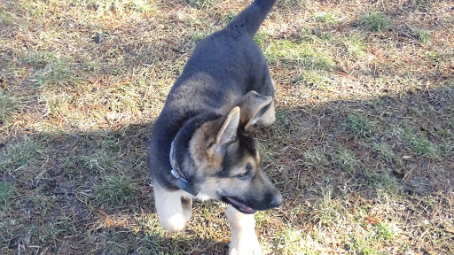 Dog Trainer «Awesome Dawgs Dog Training LLC», reviews and photos, 3052 Pricetown Rd, Temple, PA 19560, USA