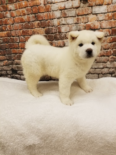 Pet Store «Happiness Is Pets», reviews and photos, 2936 Showplace Dr, Naperville, IL 60564, USA