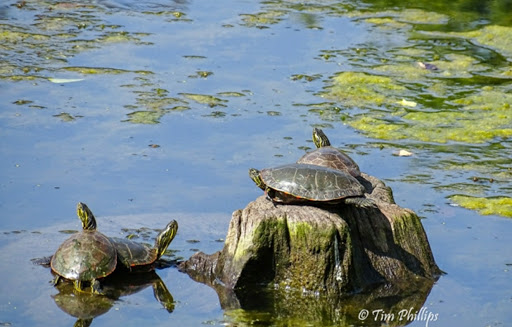 Park «Water Works Park», reviews and photos, 2201 George Flagg Pkwy, Des Moines, IA 50321, USA