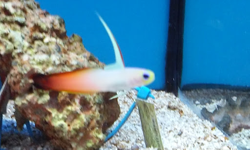 Pet Supply Store «Petco Animal Supplies», reviews and photos, 1520 Military Rd #130, Niagara Falls, NY 14304, USA