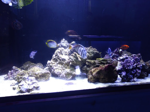 Tropical Fish Store «Ocean Gallery», reviews and photos, 980 US-22, North Plainfield, NJ 07060, USA