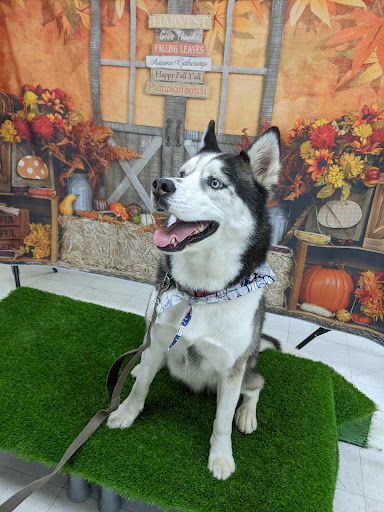 Pet Supply Store «Healthy Pet Natural Pet Care Market», reviews and photos, 2620 N Farnsworth Ave, Aurora, IL 60502, USA