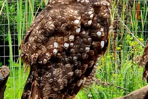 Garden Route Birds of Prey Rehab Centre image