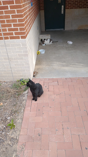 Community College «San Antonio College», reviews and photos