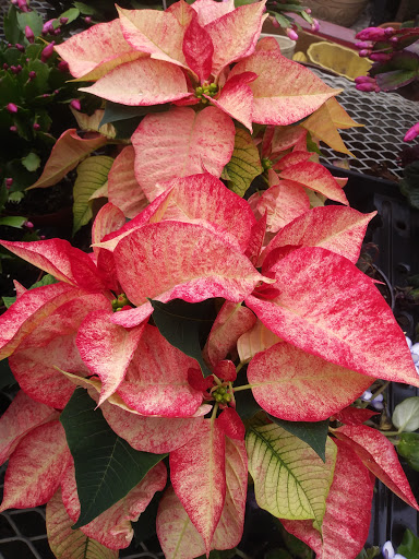 Florist «Springbrook Gardens Florist & Greenhouses», reviews and photos, 23614 Power Rd, Farmington, MI 48336, USA