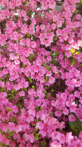 Tourist Attraction «Anna Scripps Whitcomb Conservatory», reviews and photos, 900 Inselruhe Ave, Detroit, MI 48207, USA