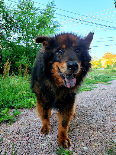 Animal Protection Organization «Humane Society-Black Hills», reviews and photos