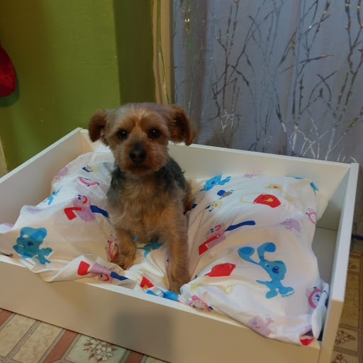 Pet Store «Cross Bronx Pet Shop», reviews and photos, 2064 Cross Bronx Expy, Bronx, NY 10472, USA