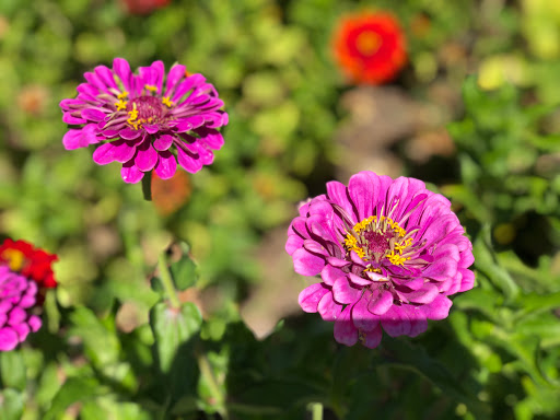 Observatory «Community Observatory», reviews and photos, 6699 Campus Dr, Placerville, CA 95667, USA