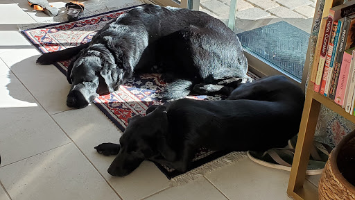 Pet Supply Store «DogSupplies.com Outlet Store», reviews and photos, 2960 St Rose Pkwy #170, Henderson, NV 89052, USA