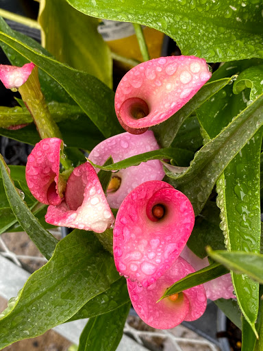 Home Improvement Store «The Home Depot», reviews and photos, 3926 Nazareth Pike, Bethlehem, PA 18020, USA