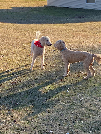 Paw Patch Pet Grooming