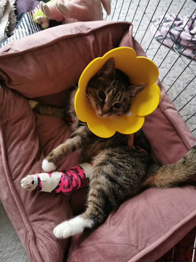 Tierarzt Dr. Kieninger unter Wrestedt, 