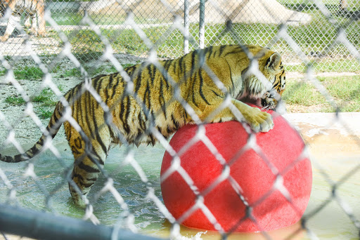Non-Profit Organization «Big Cat Habitat & Gulf Coast Sanctuary», reviews and photos, 7101 Palmer Blvd, Sarasota, FL 34240, USA