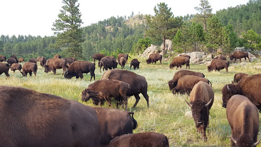National Forest «Bighorn National Forest», reviews and photos