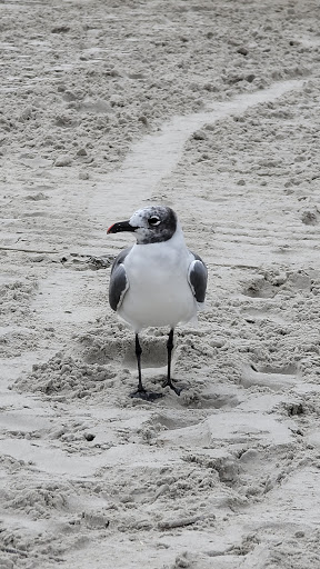Park «Fox Park», reviews and photos, Ocean Ave, Wildwood, NJ 08260, USA