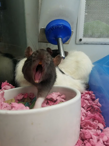 Pet Supply Store «Petco», reviews and photos, 149 Gravois Bluffs Plaza Dr, Fenton, MO 63026, USA