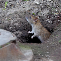 Mikey Bugz Pest Management - Photo 8 - Car repair in , Washington
