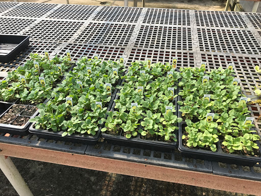 Garden Center «Lake Anna Nursery», reviews and photos, 71 Oak Grove Dr, Mineral, VA 23117, USA