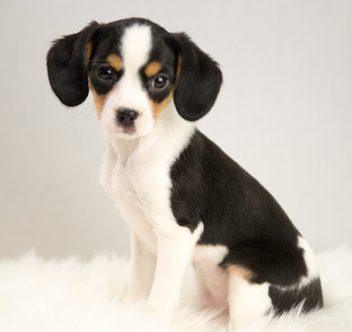 Pet Store «Petland», reviews and photos, 1514 Stonecreek Dr, Pickerington, OH 43147, USA