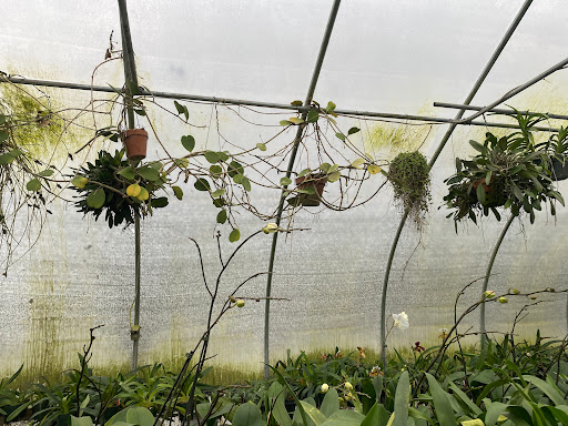 Florist «Floradise Orchids», reviews and photos, 19154 James Madison Hwy, Gordonsville, VA 22942, USA