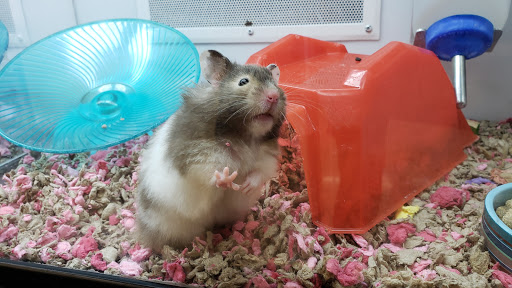 Pet Supply Store «Petco Animal Supplies», reviews and photos, 5975 20th St, Vero Beach, FL 32966, USA