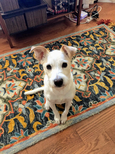 Yorktown Pet Grooming Inc