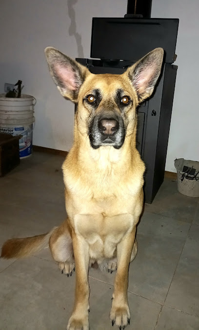 RehAnimal - Fisioterapia Veterinaria y Guardería Canina