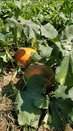 Farm «Alstede Farms», reviews and photos, 1 Alstede Farms Ln, Chester, NJ 07930, USA