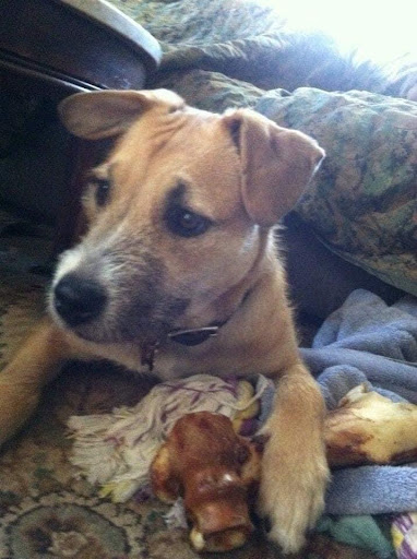 Butcher Shop «Wassler Meats», reviews and photos, 4300 Harrison Ave, Cincinnati, OH 45211, USA