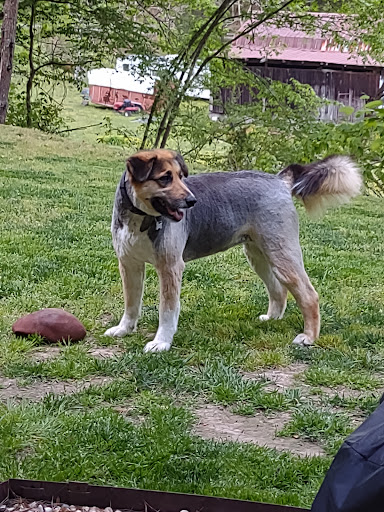 Pet Supply Store «Pet Supplies Plus», reviews and photos, 254 S Illinois Ave, Oak Ridge, TN 37830, USA